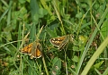 silver-spotted skipper-2